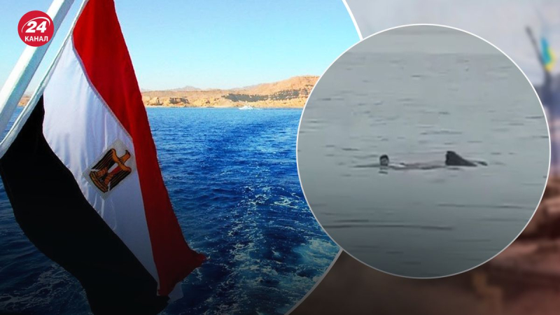 "Comí delante de mi padre": un turista ruso muere en Egipto a causa de un ataque de tiburón
