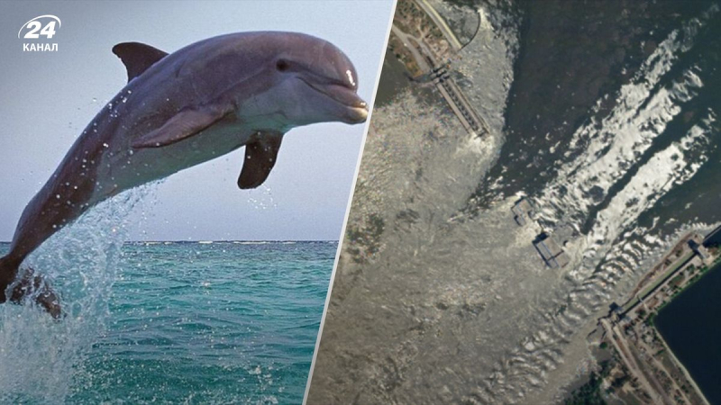 Explotación de la central hidroeléctrica Kakhovskaya por parte de Rusia: delfines muertos de Ucrania encontrados en Bulgaria y Turquía