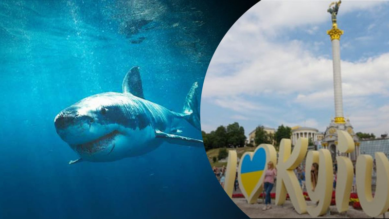 En Kiev proponen erigir un monumento al tiburón que se comió al ruso: una petición apareció