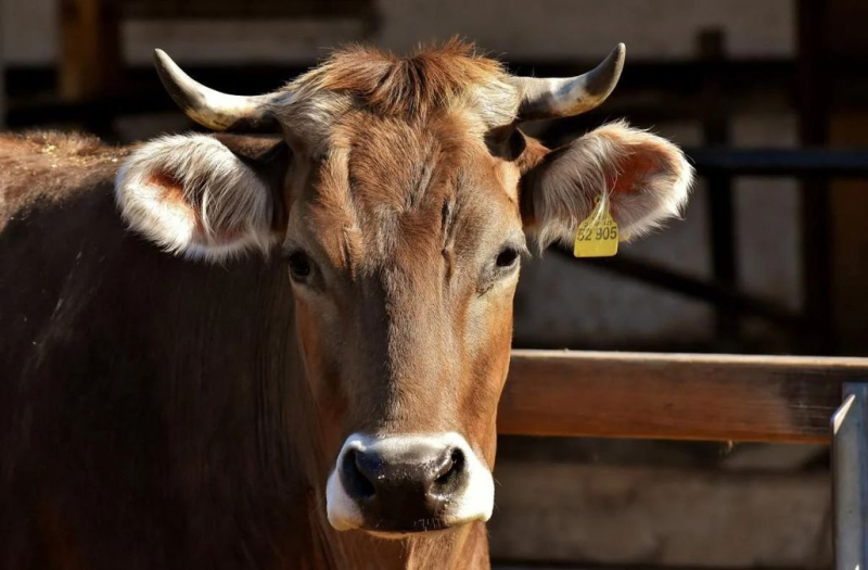 Violación de una vaca en la región de Khmelnitsky: activistas por los derechos de los animales indignados por el trabajo policial