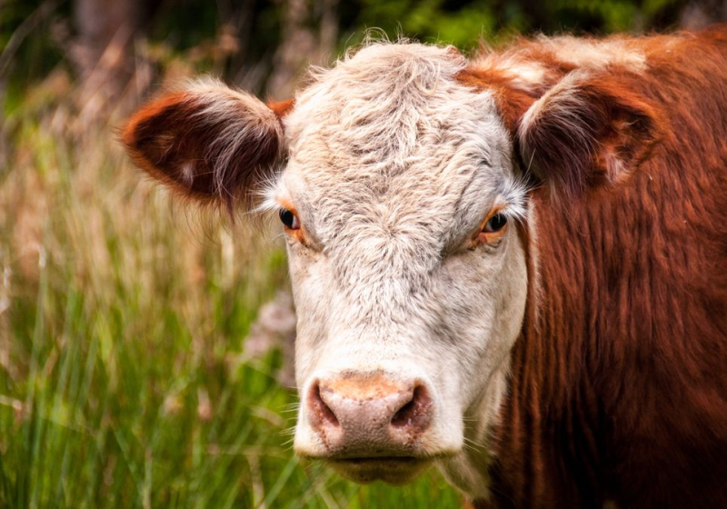 Tener algo para "almorzar": Voluntarios de Buriatia anunciaron una colecta de una vaca para los ocupantes