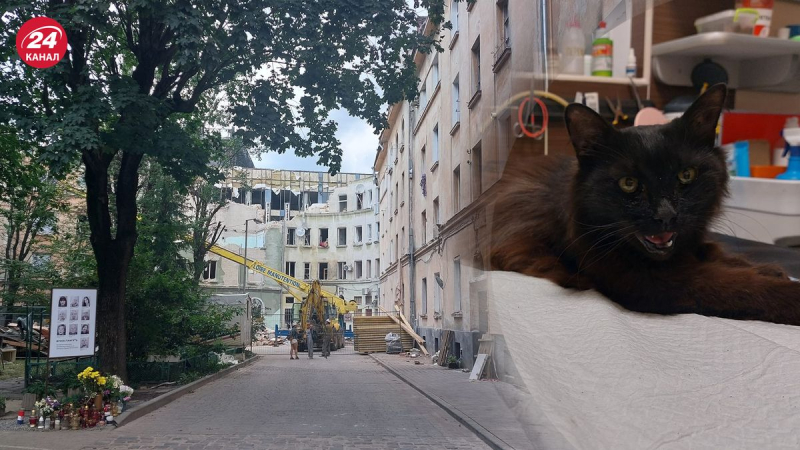 Es solo un milagro: el día 11 después del ataque con misiles en Lviv, el gato de Churchill fue encontrado entre los escombros 