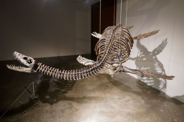 A EE. UU. por subasta exhibió los restos de un monstruo marino (foto)