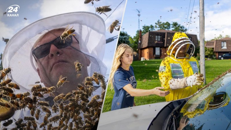 Hay 5 millones de abejas locas en Canadá cayeron Del camión: cómo escaparon de la invasión de insectos