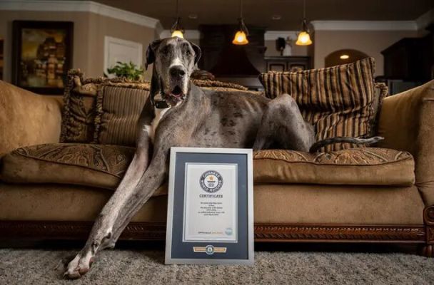  A Zeus, el perro más alto del mundo, le amputarán una pata debido a un cáncer