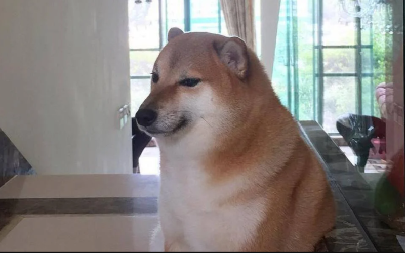 El famoso perro Shiba Inu de los memes murió en Hong Kong