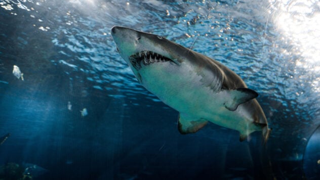 Arrancó la mayor parte del casco: tiburones atacaron un catamarán con rusos cerca de Australia