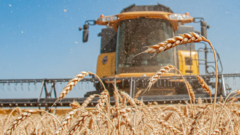 Ucrania cosechó en 2023 15 millones de toneladas más de lo esperado: Ministerio de Política Agraria