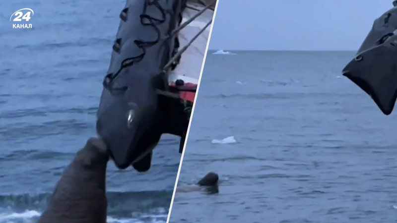Tomó el relevo de los tiburones: una morsa atacó a turistas rusos: video encantador para mayores de 18 años