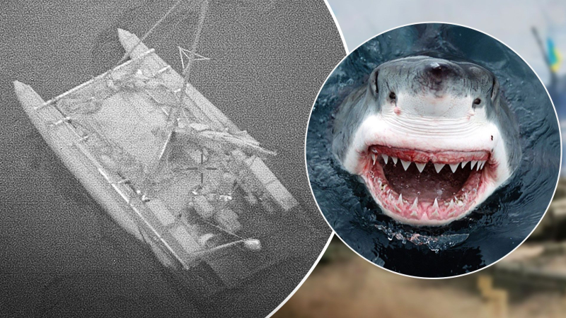 Tiburones atacaron a los rusos en el Pacífico: después/>>p>Los tiburones dañaron gravemente el catamarán de los viajeros/Collage del Canal 24</p>
<p _ngcontent-sc94 class=