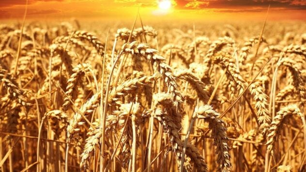 Los precios del trigo están cayendo a un nivel récord, a pesar de la retirada de Rusia del acuerdo de cereales – Bloomberg 