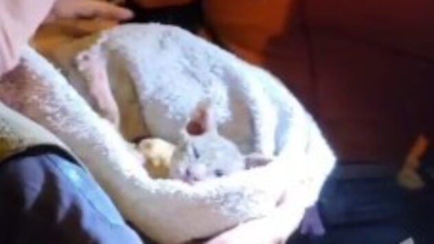 Muchos gatos murieron: un refugio de animales fue volado en Teremki en Kiev