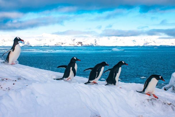 Al "académico Vernadsky" Los pingüinos han llegado para anidar — foto