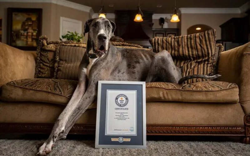 El Al perro más alto del mundo, Zeus, le amputaron la pata delantera.