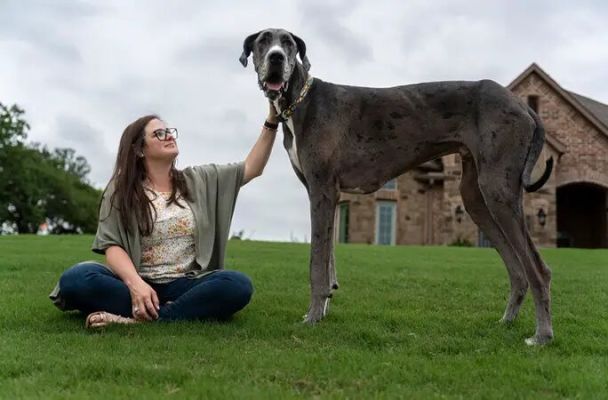 El perro más alto de mundo, a Zeus le amputaron la pata delantera.