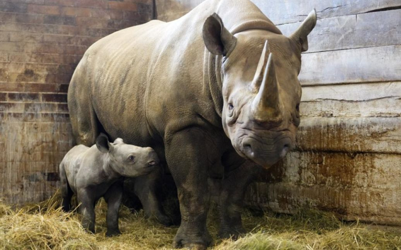 En En un zoológico austriaco, una mujer murió tras un terrible ataque de un rinoceronte.