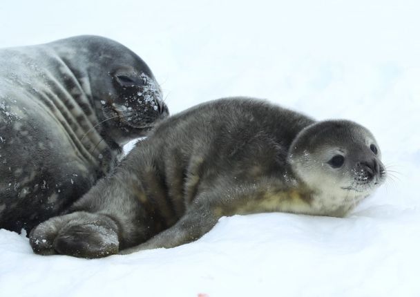  Nació una foca cerca de 