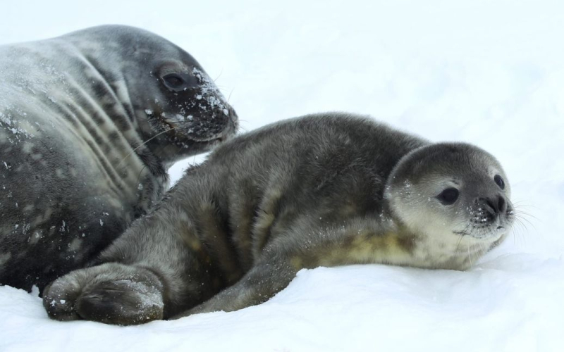 Nació una foca cerca de 