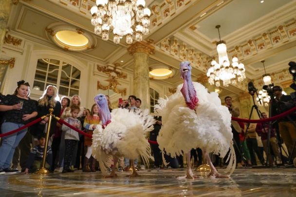 Biden tradicionalmente perdonó a dos pavos de Acción de Gracias