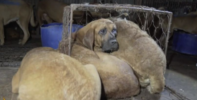 Corea del Sur prohibirá comer perros: lo que se sabe >Según el gobierno, hay alrededor de 1.150 granjas de perros, 34 mataderos, 219 empresas distribuidoras y 1.600 restaurantes que sirven carne de perro en el país.</p>
<p>Recordemos que Biden tradicionalmente perdonó dos pavos</strong> para el Día de Acción de Gracias. Esta tradición continúa desde 1947.</p>
<h4>Temas relacionados:</h4>
<p>Más noticias</p>
<!-- AddThis Advanced Settings above via filter on the_content --><!-- AddThis Advanced Settings below via filter on the_content --><!-- AddThis Advanced Settings generic via filter on the_content --><!-- AddThis Related Posts below via filter on the_content --><div class=