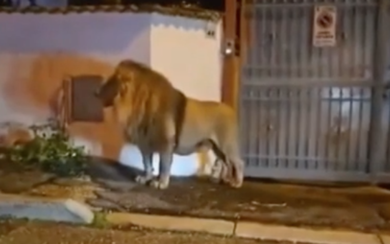 El león fugitivo deambulaba por calles de la ciudad – vídeo