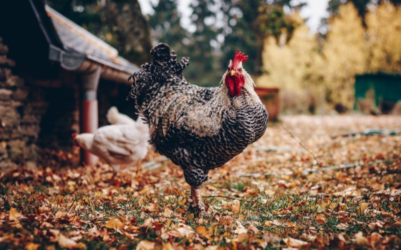 Una mujer fue asesinada por un gallo como mascota mientras recolectaba huevos: cómo sucedió