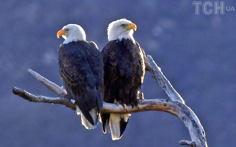 Dos hombres fueron acusados ​​de matar 3.600 pájaros: ¿a qué castigo se enfrentan?