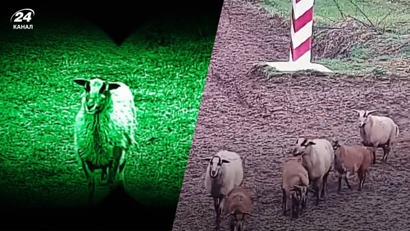 Esta es una verdadera recaída: una bandada de ovejas cruzaron descaradamente la frontera polaco-ucraniana