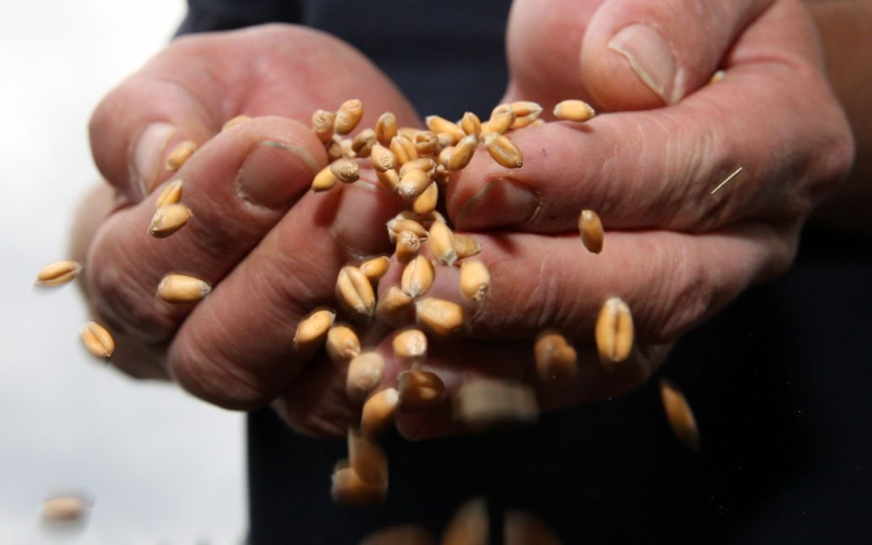 La Unión Europea endurecerá Controla las exportaciones de grano ucraniano