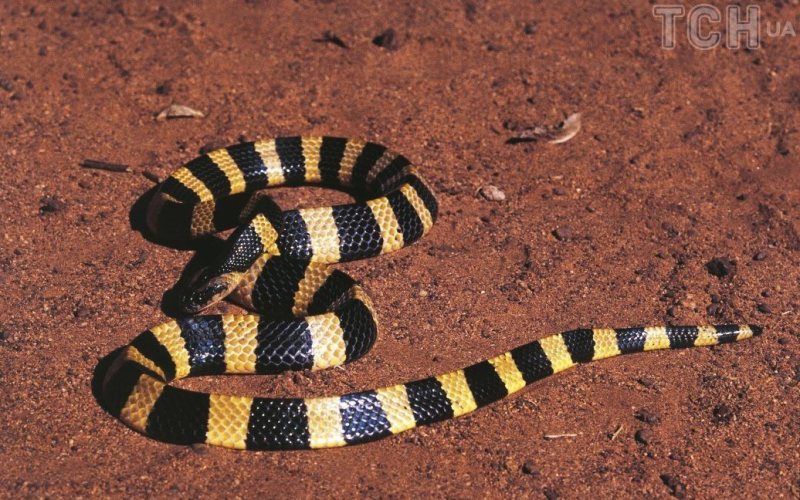 Un programa de cinco años Un niño encontró y se comió una serpiente venenosa