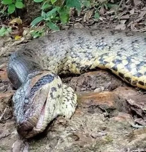 La serpiente más grande del planeta fue asesinada por cazadores: cómo se veía (foto, vídeo)