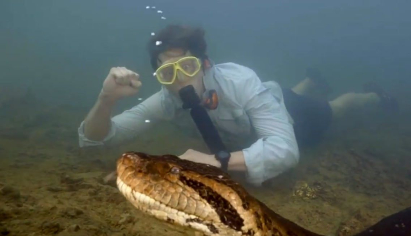 La serpiente más grande del planeta fue asesinada por cazadores: cómo era (foto, vídeo)