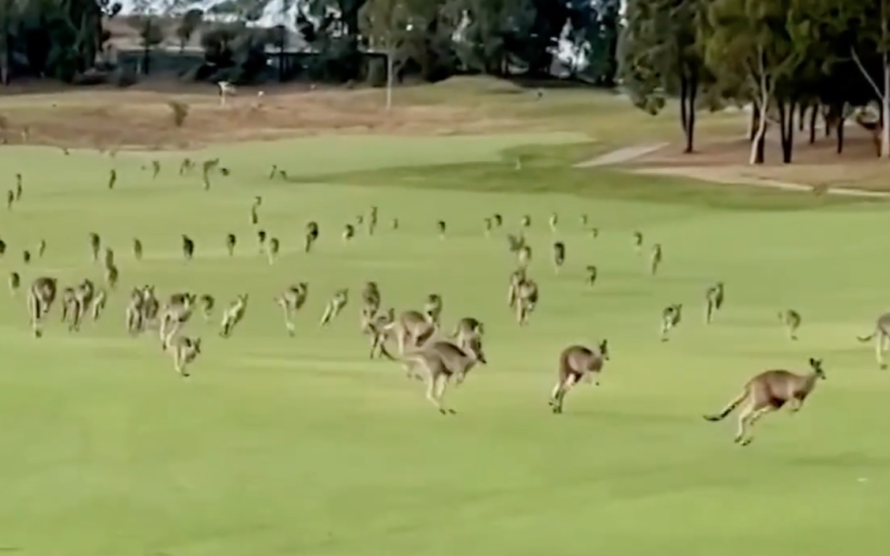 Cientos de canguros "atacaron" golf -club – vídeo