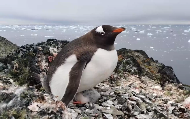 ucraniano Los exploradores polares mostraron a los pingüinos anidando a una altura sin precedentes: vídeo