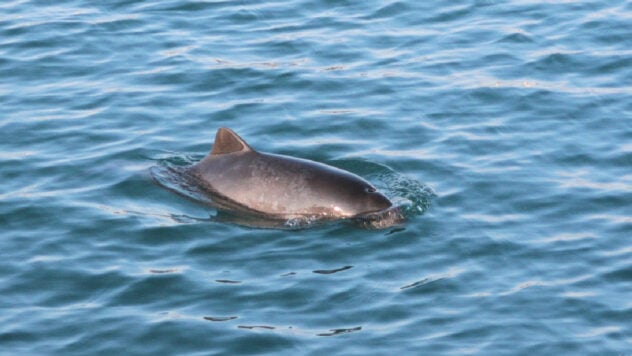 Decenas de delfines murieron en marzo a causa de Rusia, un ecologista