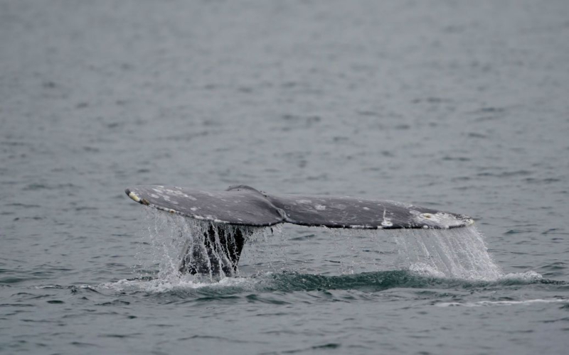 Más de 100 ballenas arrastradas a la costa; los rescatistas dicen cuántos mamíferos murieron