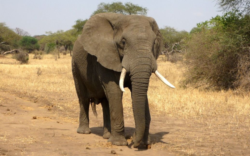 Mortal safari: un elefante atacó un coche con turistas (vídeo)