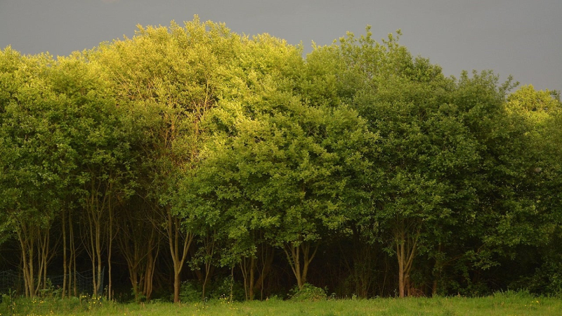 Está lloviendo de nuevo en Ucrania, a veces con tormentas eléctricas: pronóstico del tiempo a partir del 24 de junio