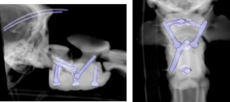 Cachorro paralizado vuelve a caminar gracias a tornillos espinales impresos en 3D &ndash; </p>
<p>Ahora, tres meses después de la operación, Arthur camina lentamente y puede “volver a ser un cachorro”. Natalie dijo: “Ha sido un largo viaje, pero durante la última semana comenzó a jugar y a convertirse en él mismo. Es la mejor sensación verlo convertirse en un cachorro nuevamente”.</p>
<p><img decoding=