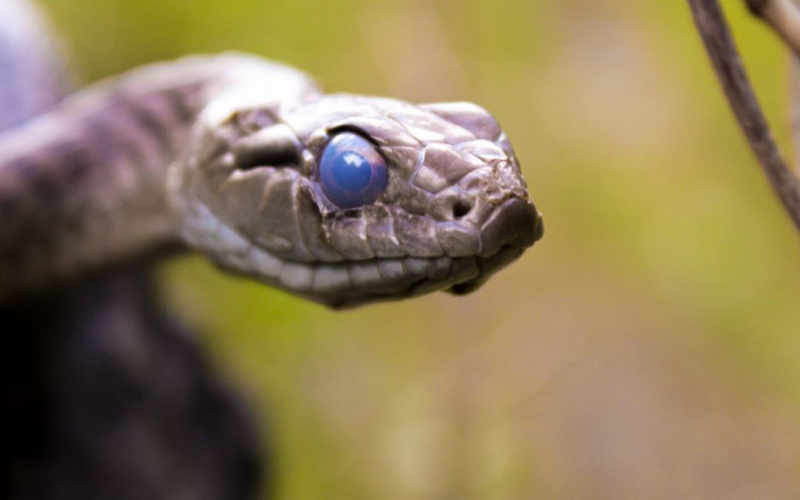 Padres encontró una serpiente mortal en la cama de su hija (foto)