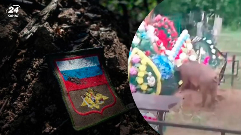 Los rusos están haciendo sonar la alarma: los cerdos están destrozando las tumbas de los ocupantes en la región de Novosibirsk