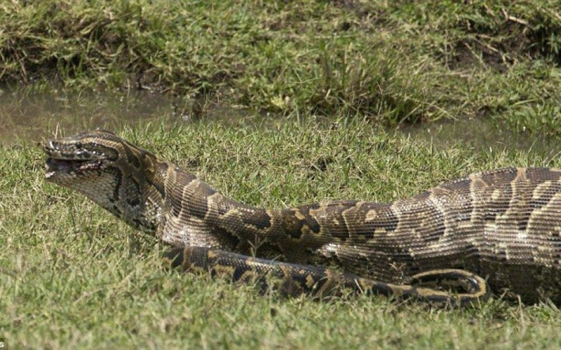 Un hombre buscaba a su esposa desaparecida y la encontró en el vientre de una serpiente gigante