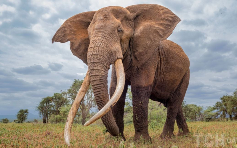 Una manada de elefantes pisoteó a un turista : detalles de la tragedia 