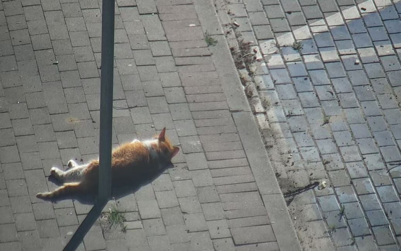 En Polonia, llamaron a la policía por un gato que se quedó dormido en la calle