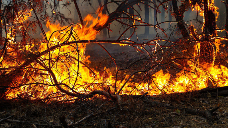 Quemaduras cerca de Kiev, Liman y Poltava: lo que se sabe sobre los incendios a gran escala en Ucrania