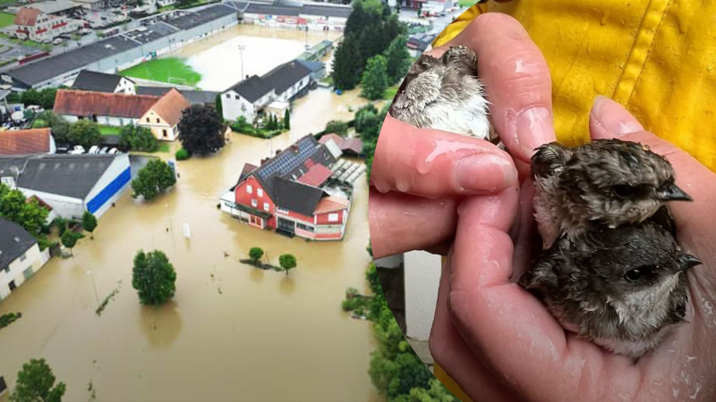 En Austria, miles de golondrinas y vencejos murieron debido a las lluvias y nevadas