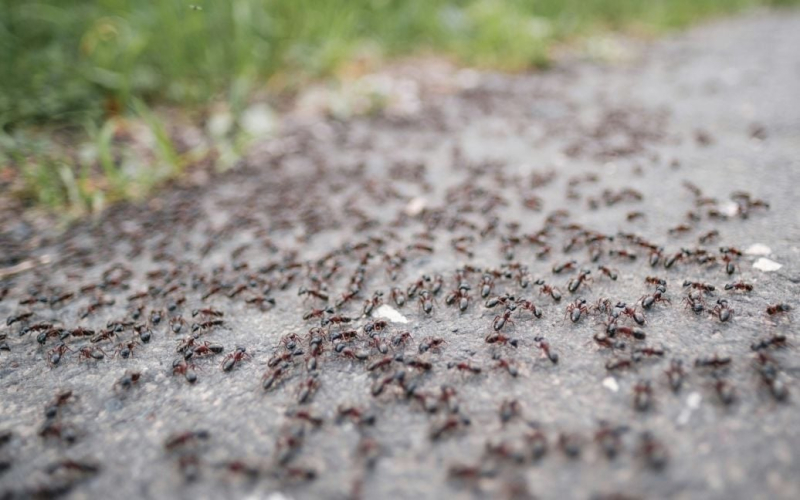 Alemania está siendo atacada por insectos extraños: mastican cables y destruyen vallas.