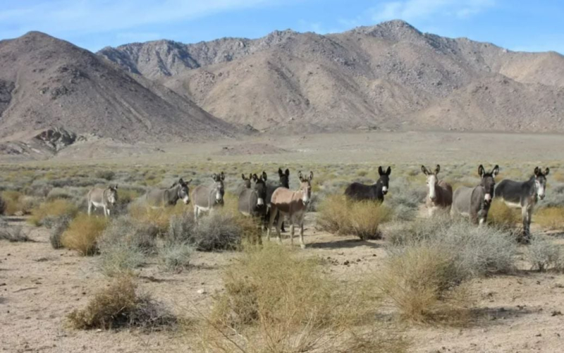 Científicos están investigando la muerte de animales en el Valle de la Muerte: qué pasó