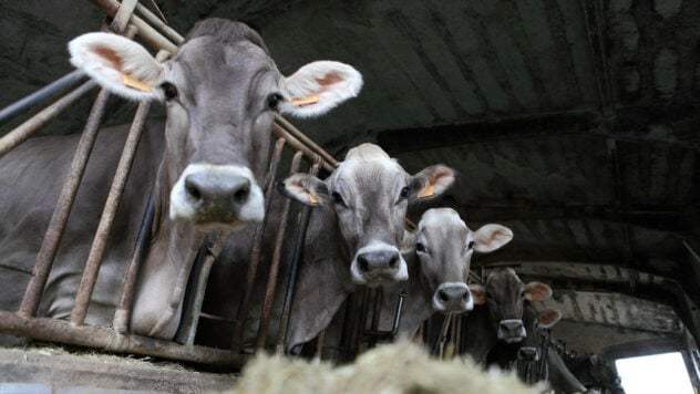 Programa de apoyo a las vacas: quién puede obtenerlo y cómo solicitarlo