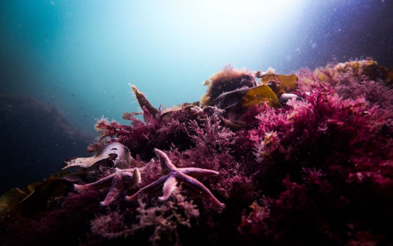 Activado El fondo del océano descubrió un descubrimiento terrible: lo que sorprendió a los científicos 